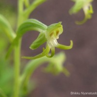 Habenaria viridiflora (Rottler ex Sw.) R.Br. ex Spreng.